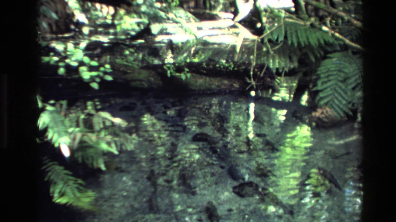 1981 New Zealand 8mm frame of a shaded forest stream bordered by ferns, mossy rocks, and reflected greenery.