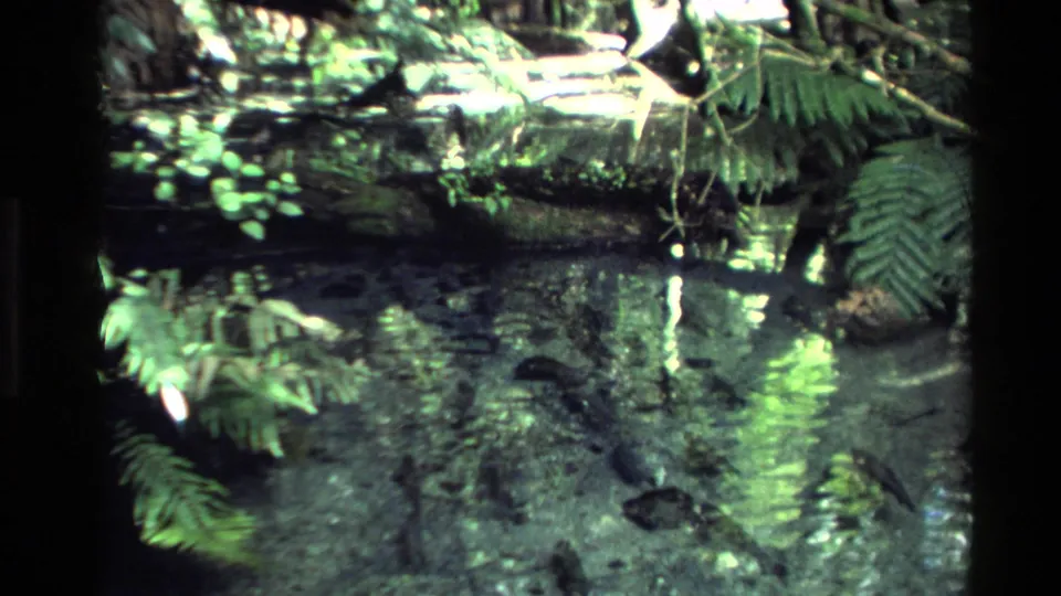 1981 New Zealand 8mm frame of a shaded forest stream bordered by ferns, mossy rocks, and reflected greenery.