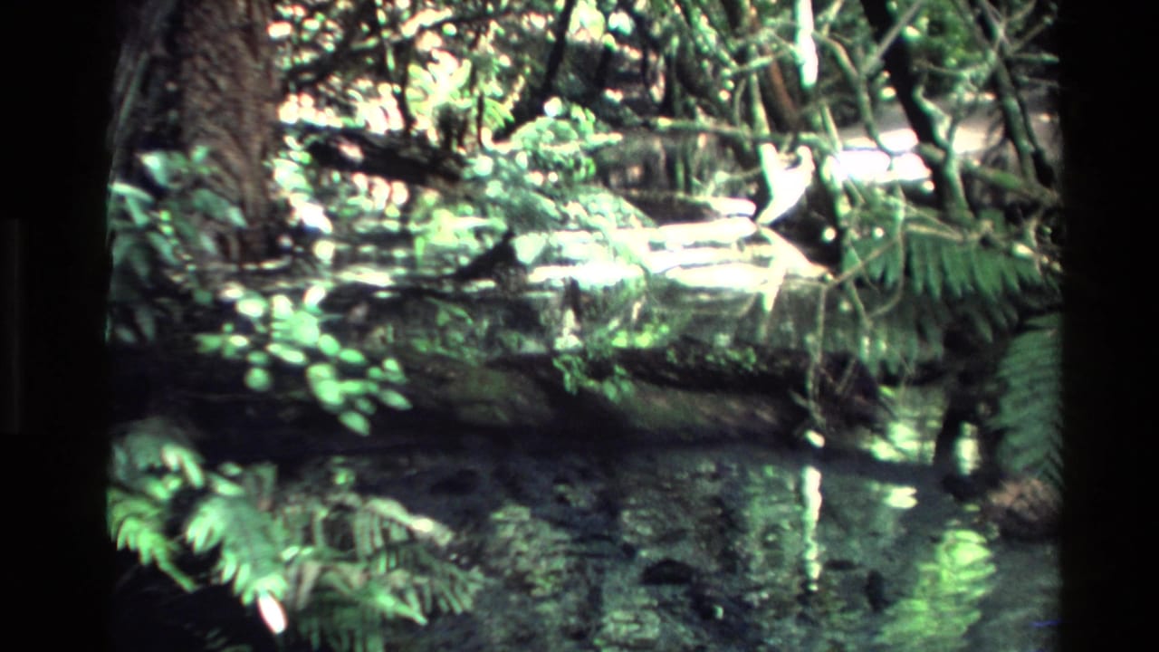 Forest pool with tree trunk, ferns, branches, and sunlit water surface.