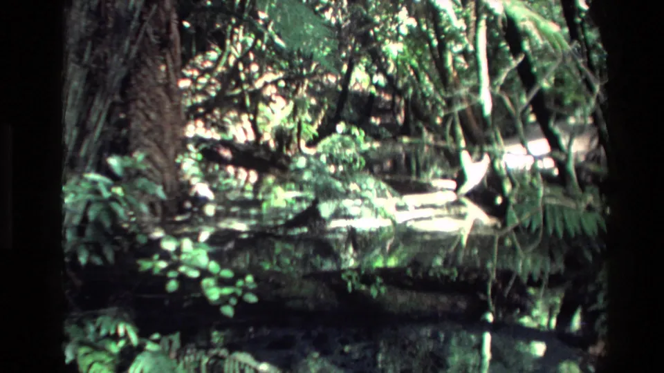 1981 New Zealand 8mm frame with a large tree trunk, fern growth, and a shallow shaded stream under dense vegetation.