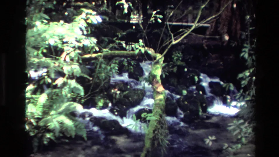 1981 New Zealand 8mm frame of water running over rocks through ferns, moss, branches, and dense forest shade.