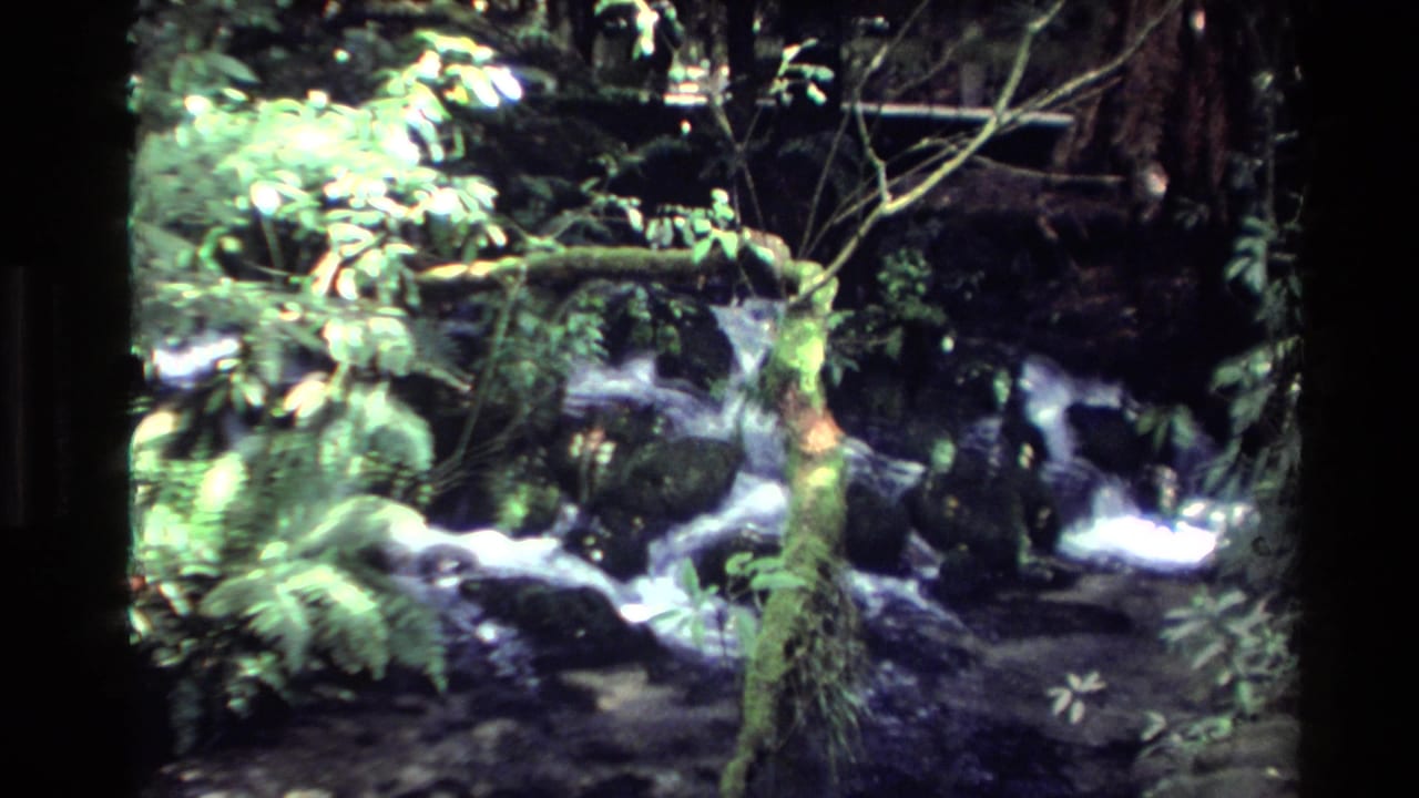 1981 New Zealand 8mm footage showing a small forest stream running through mossy rocks and fern-like greenery.