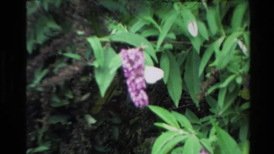 Soft 8mm close-up of green leaves and a purple flower cluster within the same lush New Zealand forest setting.