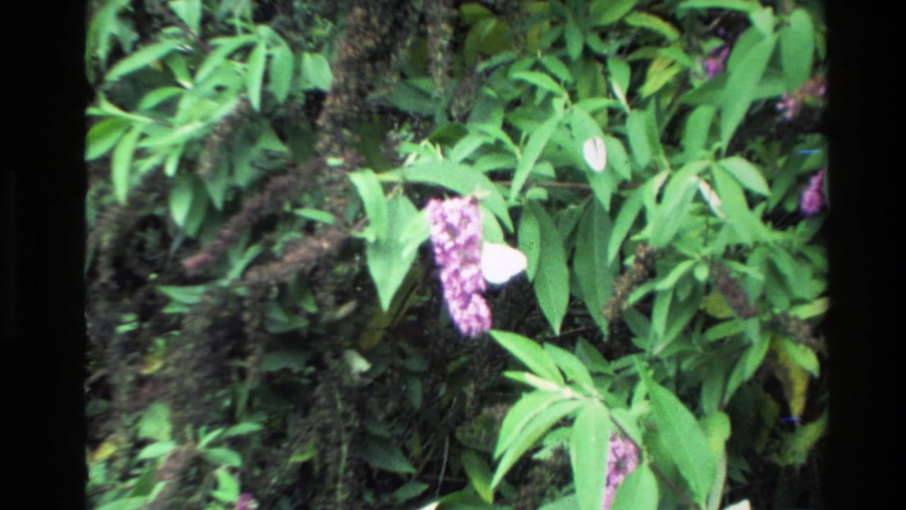 1981 New Zealand 8mm frame showing purple blossoms and leafy foliage, with dark film borders and a soft handheld look.