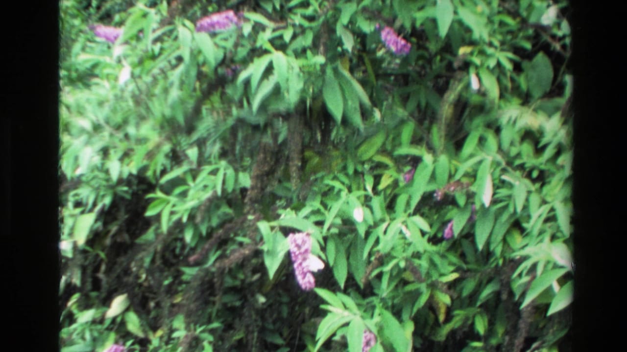 Green foliage with purple blossoms and a small pale butterfly near the center.