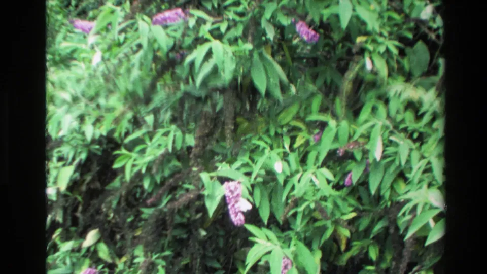 A 1981 New Zealand garden frame shows purple blossoms, thick greenery, and a pale butterfly near the flowers.