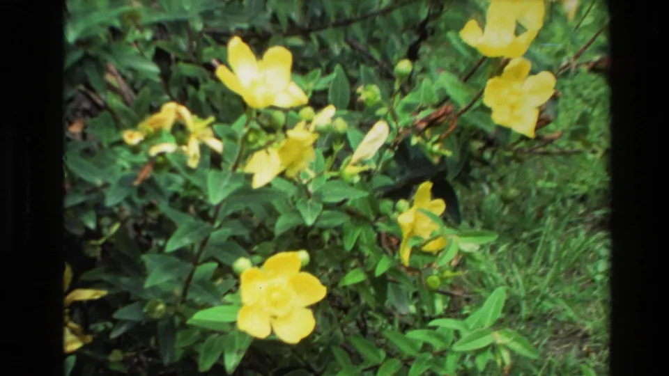 1981 New Zealand 8mm garden view of bright yellow blossoms against green leaves, grass, and soft film grain.