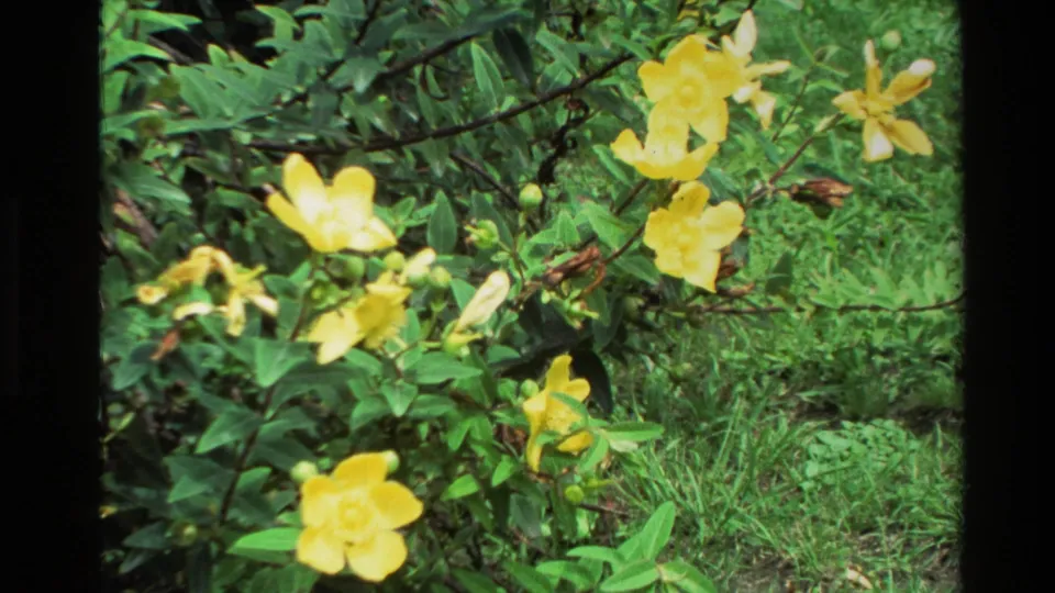 A soft 8mm frame from New Zealand in 1981 shows yellow garden flowers, leafy stems, and grass at close range.