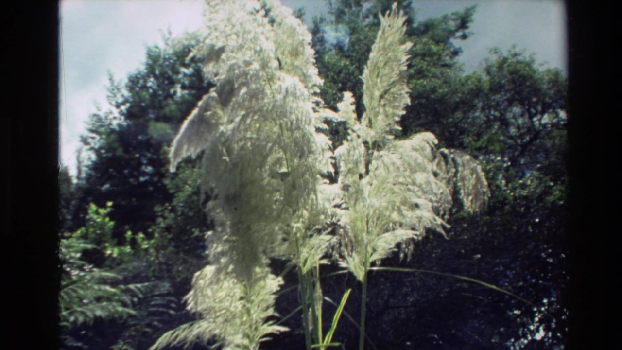 1981 New Zealand 8mm frame showing feathery reeds and streamside vegetation in bright natural light.