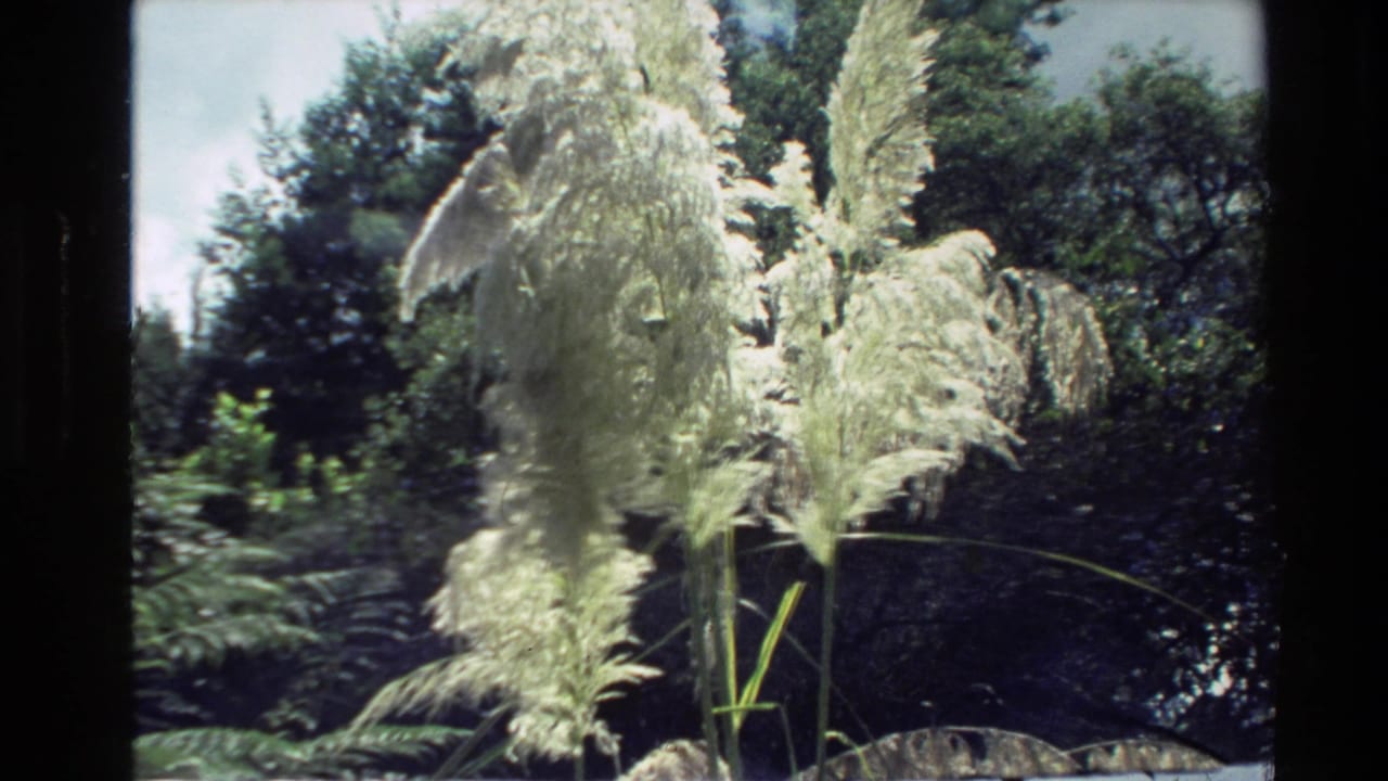 Feathery reeds and green plants stand in sunlight against a dense wooded background.