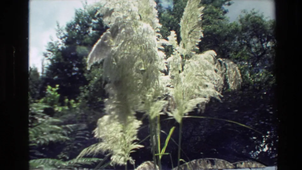 1981 New Zealand 8mm view of tall grasses and reeds swaying before dark shrubs and trees.