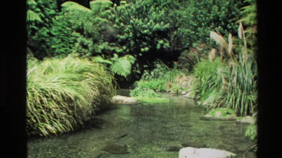 1981 New Zealand 8mm frame of a clear shallow stream bordered by grasses, ferns, reeds, and shrubs.