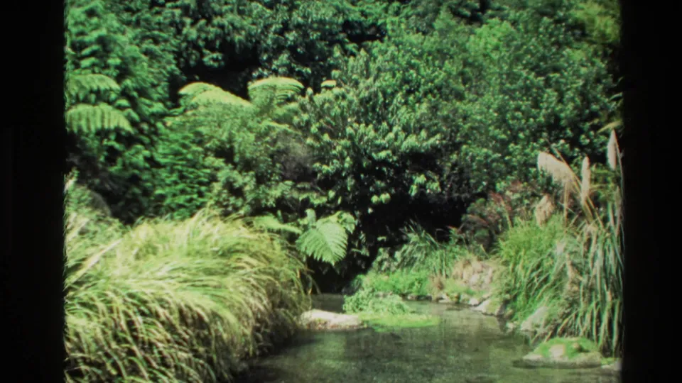 1981 New Zealand 8mm view of stream water and thick green vegetation from a static home-movie angle.