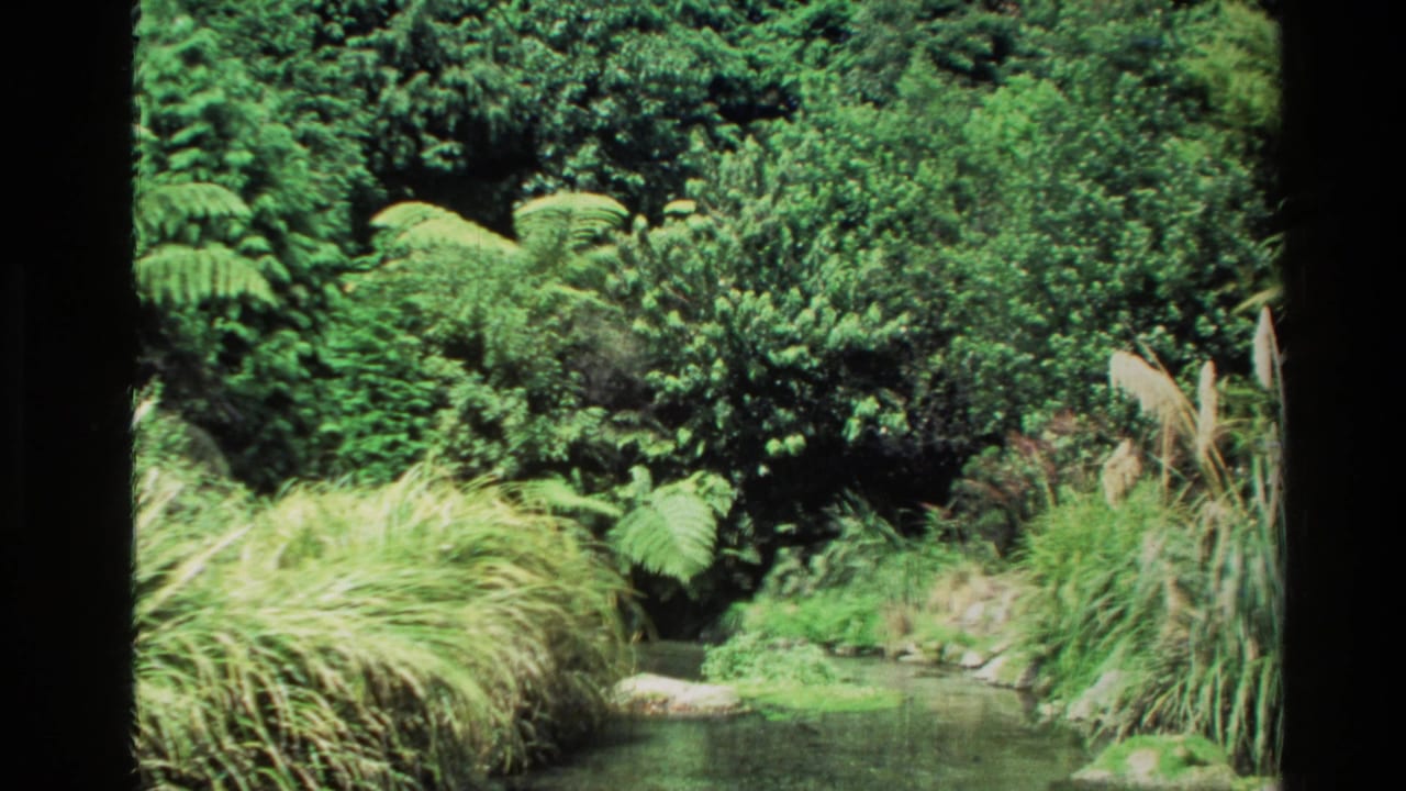 Shallow stream bordered by ferns, grasses, rocks, and dense green vegetation.