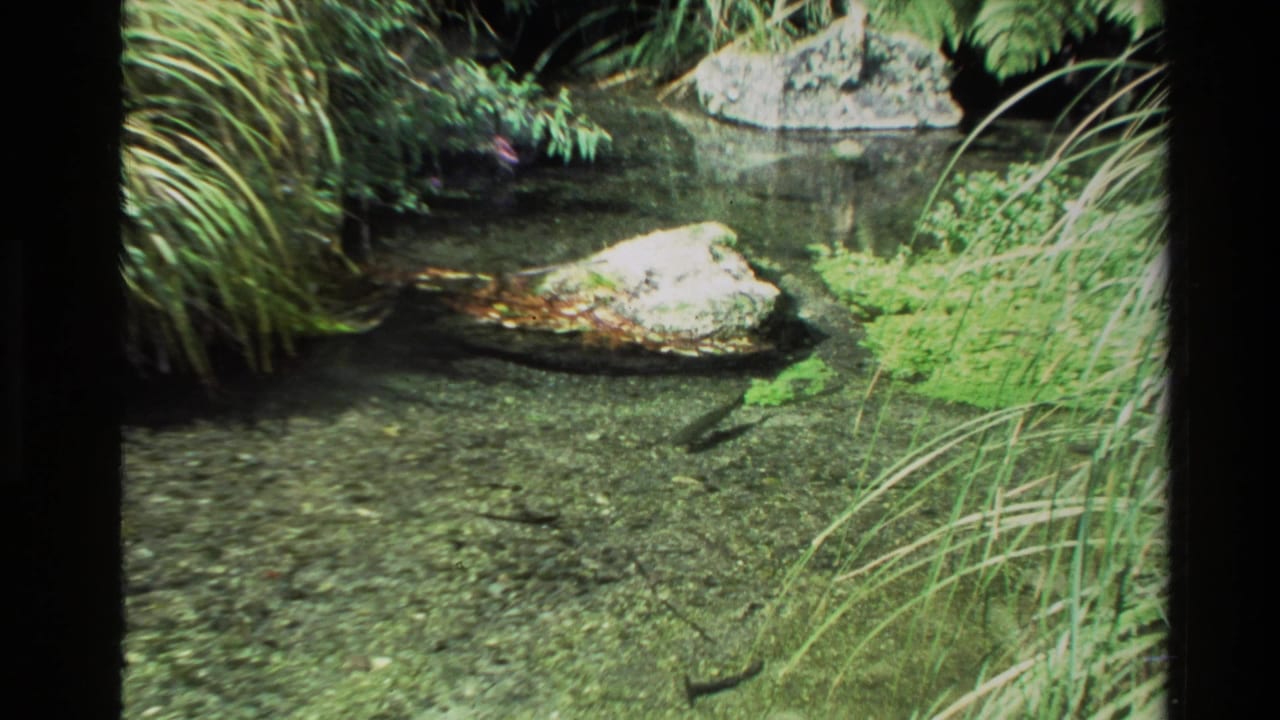 1981 New Zealand 8mm frame of clear stream water over a pebbled bed, with rocks, mossy edges, and long grasses nearby.
