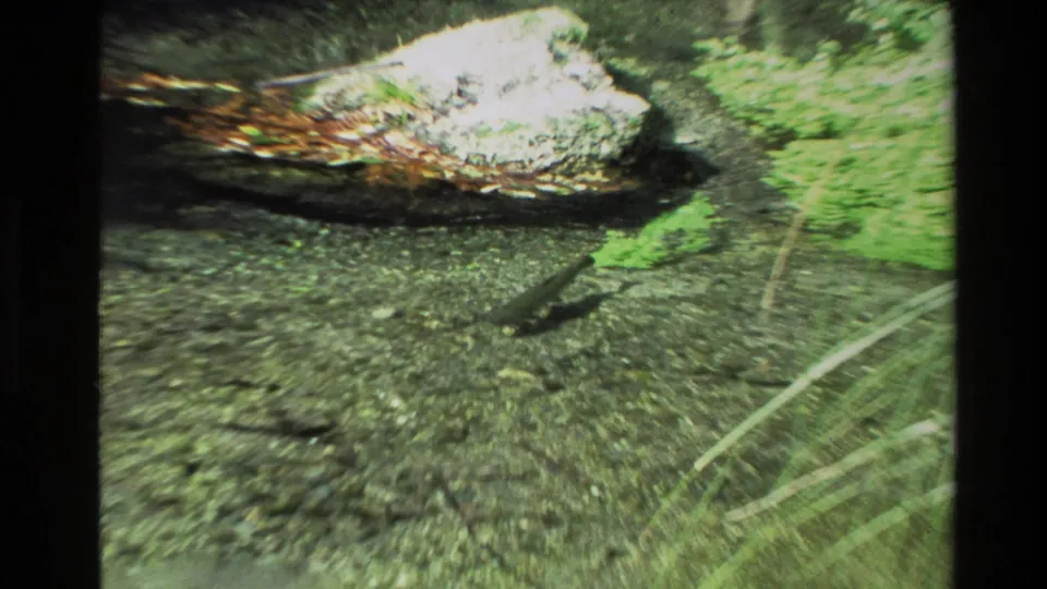 1981 New Zealand 8mm frame showing a dark fish shape in shallow clear water near a pale rock, pebbles, and grasses.