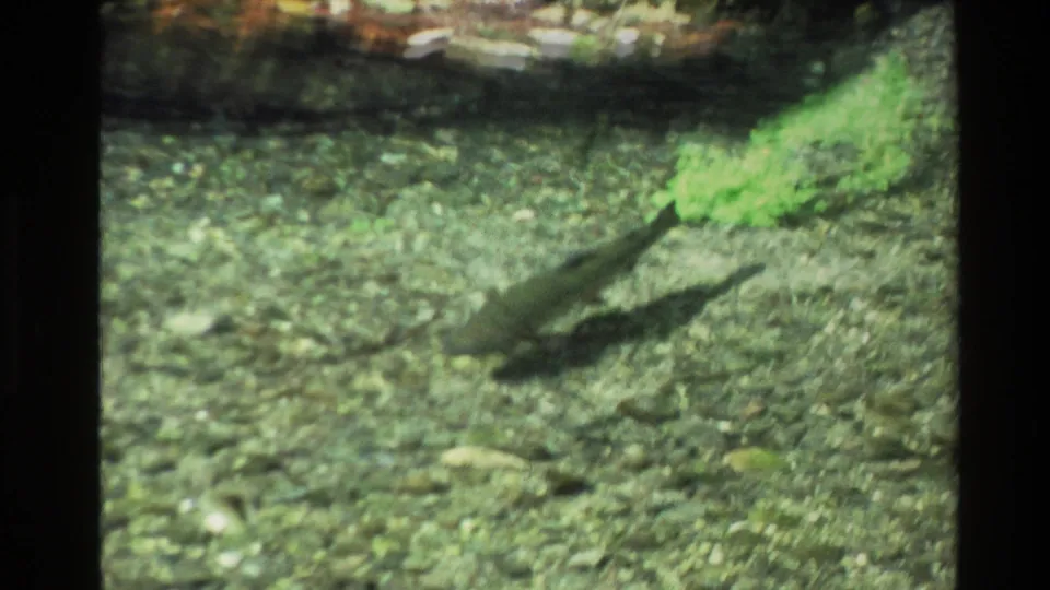 1981 New Zealand 8mm frame with a softly focused fish shape moving through clear shallow water above a pebbled streambed.