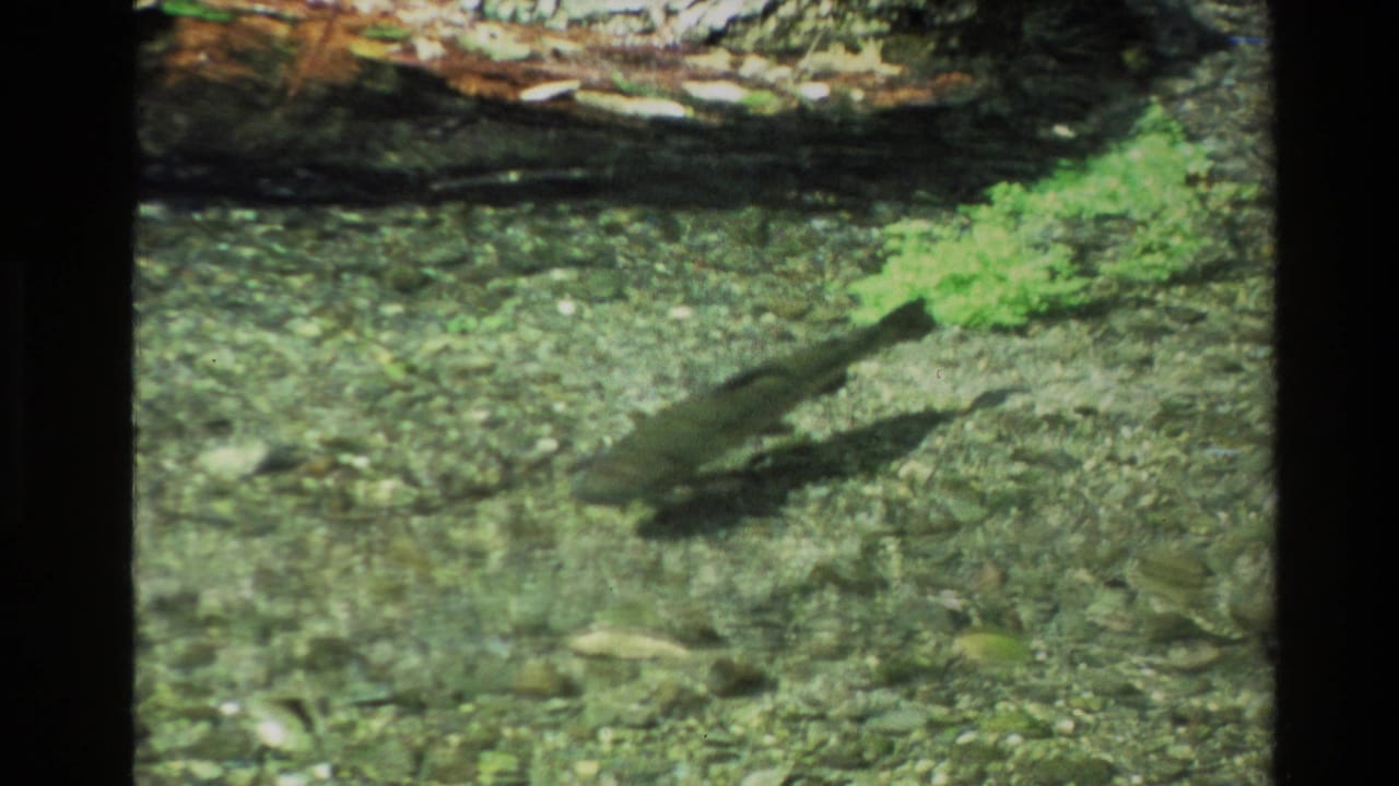 A fish moves through clear shallow water over a rocky bed in 1981 New Zealand home-movie footage.