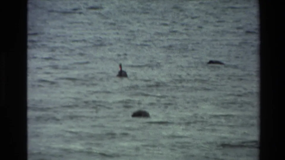 A duck feeds on a New Zealand lake in 1981 home-movie footage, seen through soft grain and muted color.