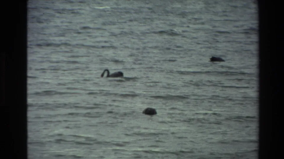 1981 New Zealand frame of a duck swimming and feeding on a rippled lake, with soft home-movie grain.