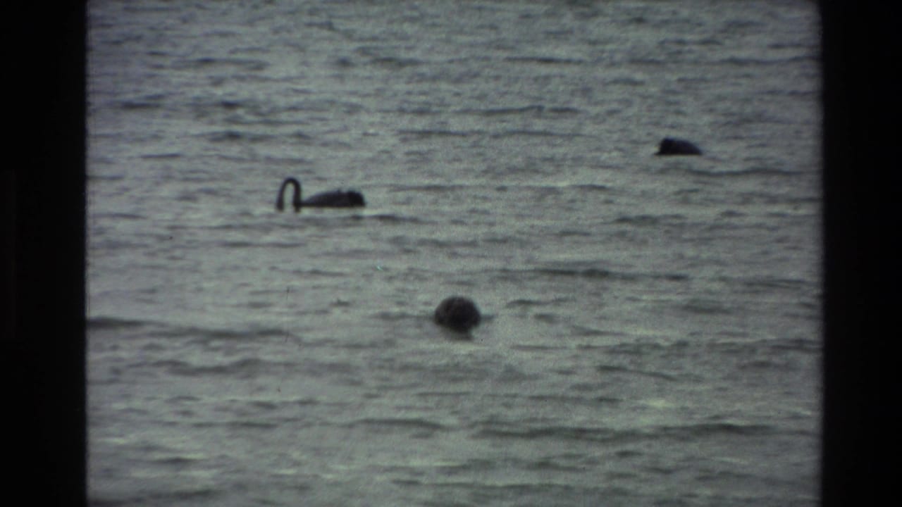 A black swan glides across a New Zealand lake in 1981 home-movie footage, with dark film-frame borders around the water scene.