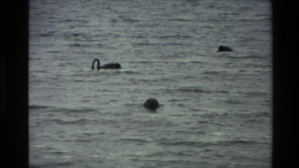 A black swan glides across a New Zealand lake in 1981 home-movie footage, with dark film-frame borders around the water scene.