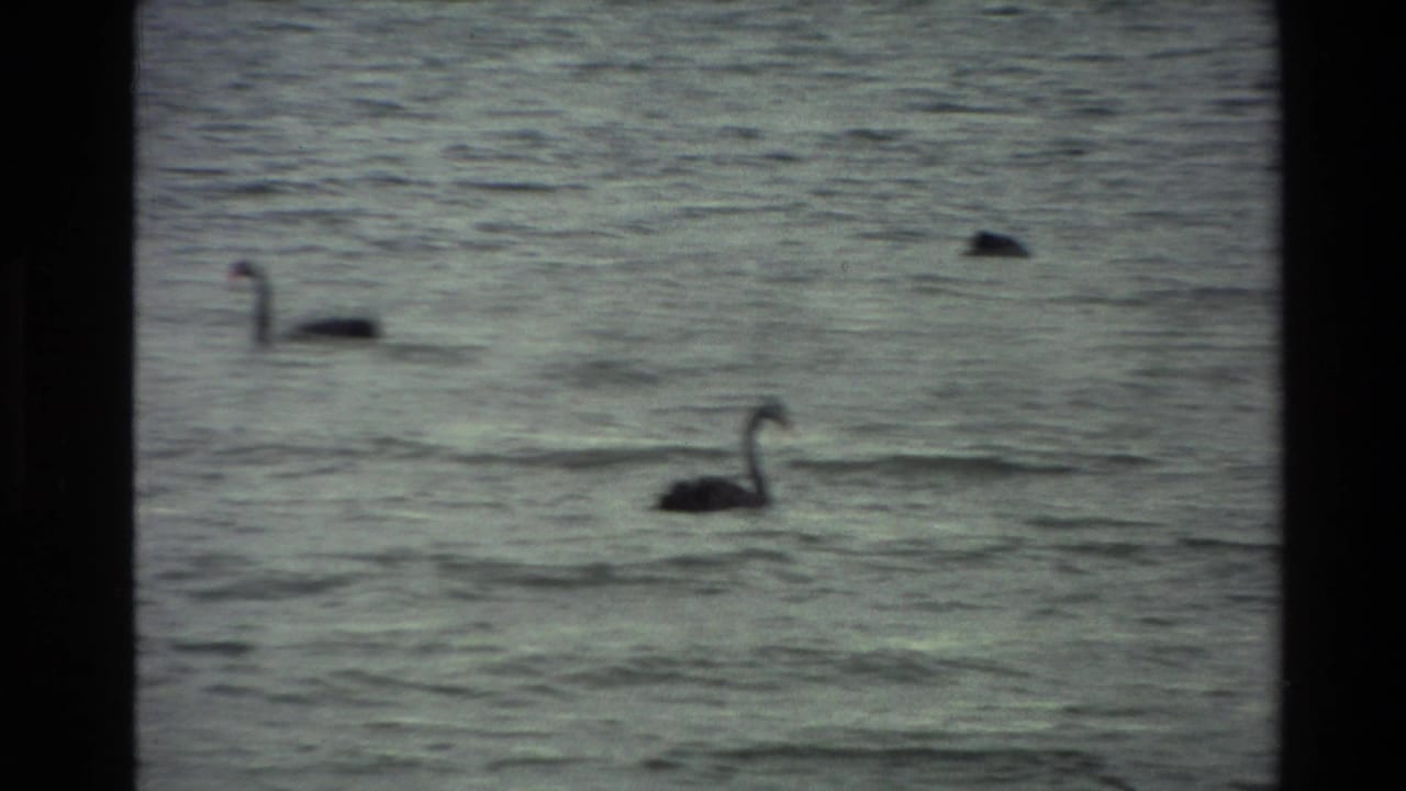 Two black swans appear on rippled lake water in 1981 New Zealand 8mm footage, with visible projector-style borders.