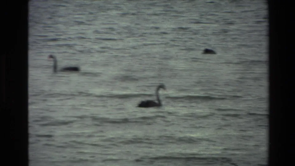 Two black swans appear on rippled lake water in 1981 New Zealand 8mm footage, with visible projector-style borders.