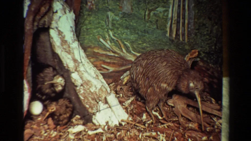 1981 New Zealand exhibit frame showing a kiwi figure or taxidermy display set against a painted forest backdrop with tree trunk and leaf-litter detail.
