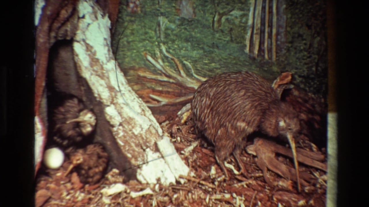 Kiwi bird near a tree trunk with a white egg visible in leaf litter.