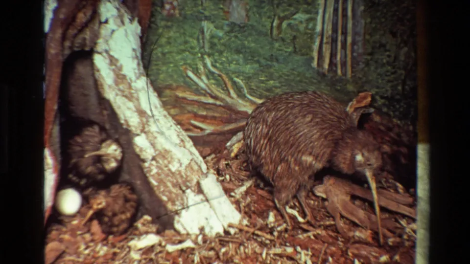1981 New Zealand 8mm frame showing a kiwi beside a tree trunk, with leaf litter, roots, and a white egg near a nest area.
