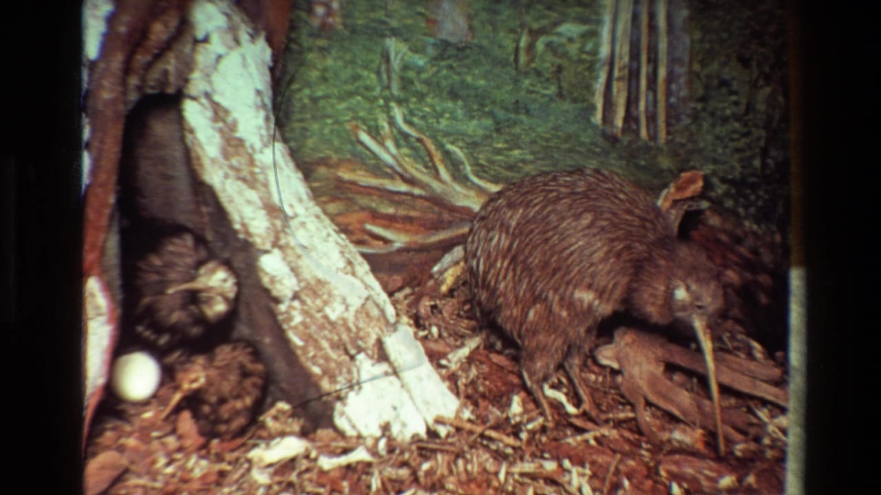 1981 New Zealand 8mm frame of a kiwi foraging near a tree trunk, exposed roots, brown leaf litter, and a visible white egg.