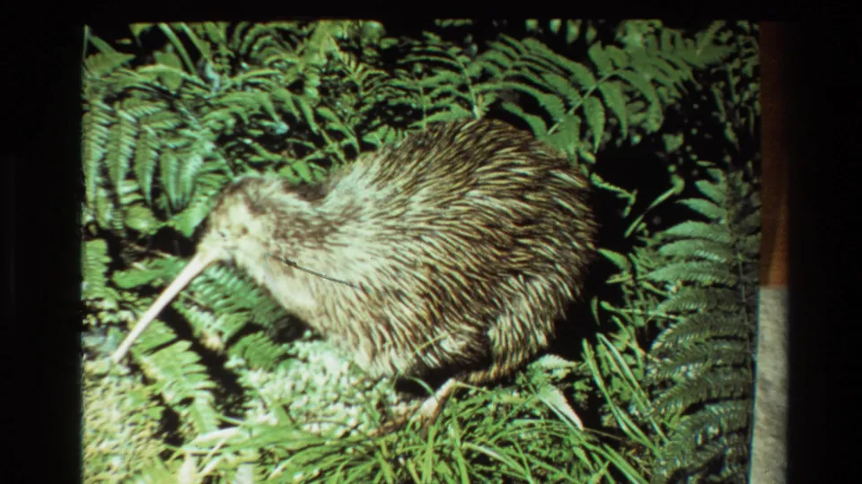 1981 New Zealand 8mm frame showing a kiwi among ferns, grass, and forest floor vegetation, with soft grain and warm film color.