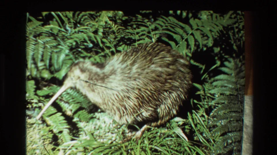 1981 New Zealand 8mm frame of a kiwi in dense fern vegetation, with shaggy brown plumage and a long pale beak visible.