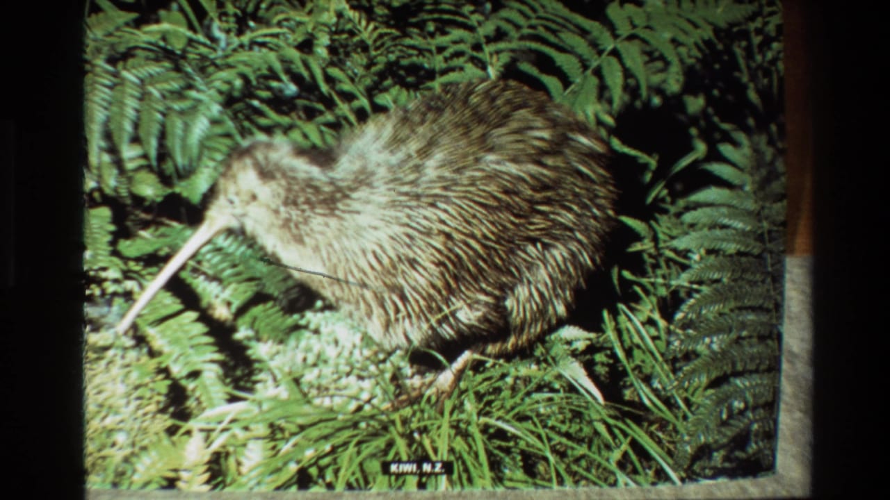 Kiwi bird among green ferns with a small visible label at the lower edge.