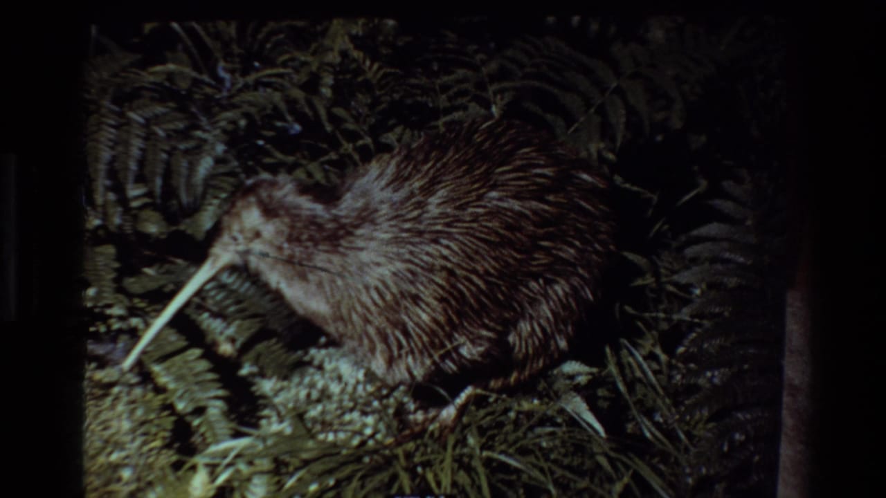 1981 New Zealand 8mm frame with a kiwi bird in a dim fern setting, its long beak and shaggy feathers visible.