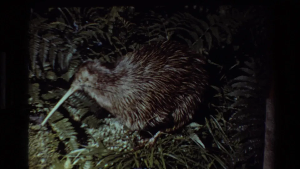 1981 New Zealand 8mm frame with a kiwi bird in a dim fern setting, its long beak and shaggy feathers visible.