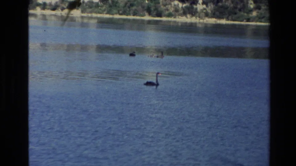 Black swans swim across a calm New Zealand lake in a vintage 8mm travel frame with a wooded shore in the distance.