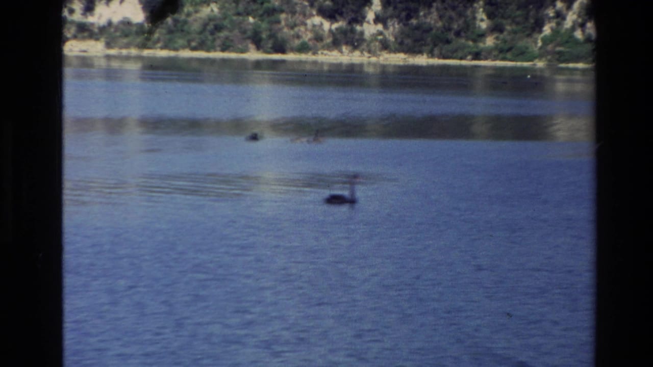 Dark-edged 8mm frame of a calm lake with small dark birds or shapes on the water and a wooded far shore.