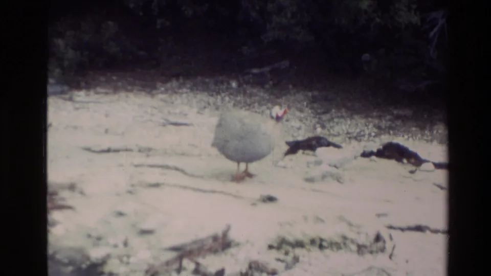 1981 New Zealand 8mm frame with a white guinea fowl pecking on pale geothermal ground near two darker birds and scrub vegetation.