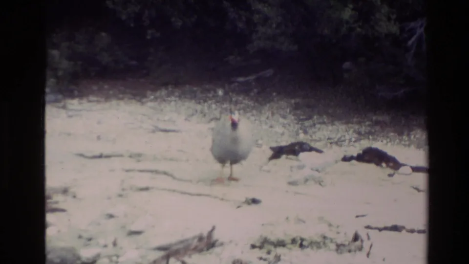 1981 New Zealand 8mm frame showing a guinea fowl and dark birds foraging across pale ground below a shadowed tree line.