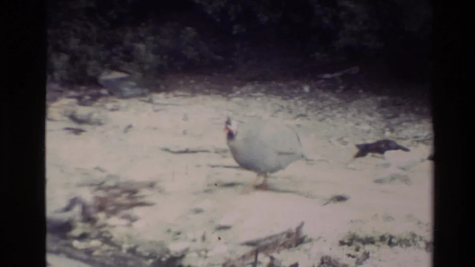 1981 New Zealand 8mm frame of a white guinea fowl standing on pale geothermal ground near a dark bird and low vegetation.