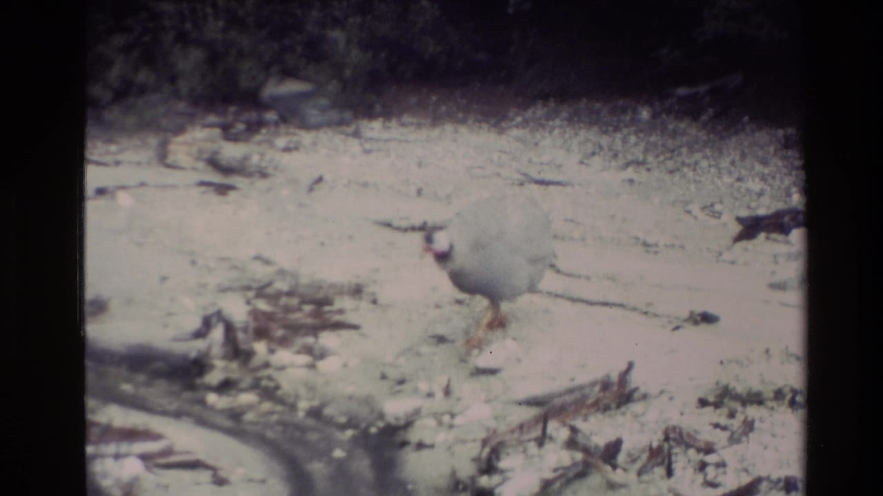 Pale bird walking across rocky ground with dark scrub behind it.