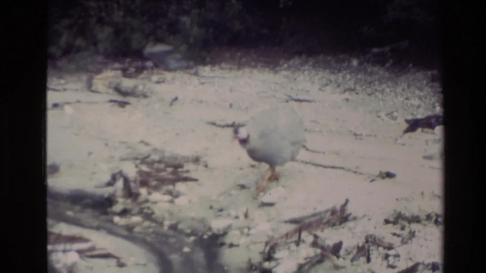 A pale bird moves across barren rocky ground in 1981 New Zealand home-movie footage.
