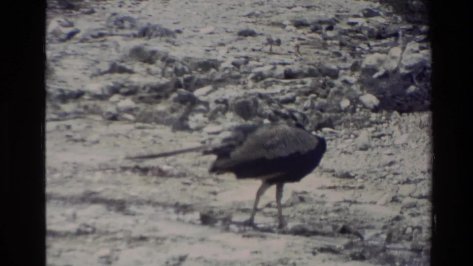 A dark long-tailed bird stands in a rocky geothermal-looking landscape in New Zealand footage from 1981.