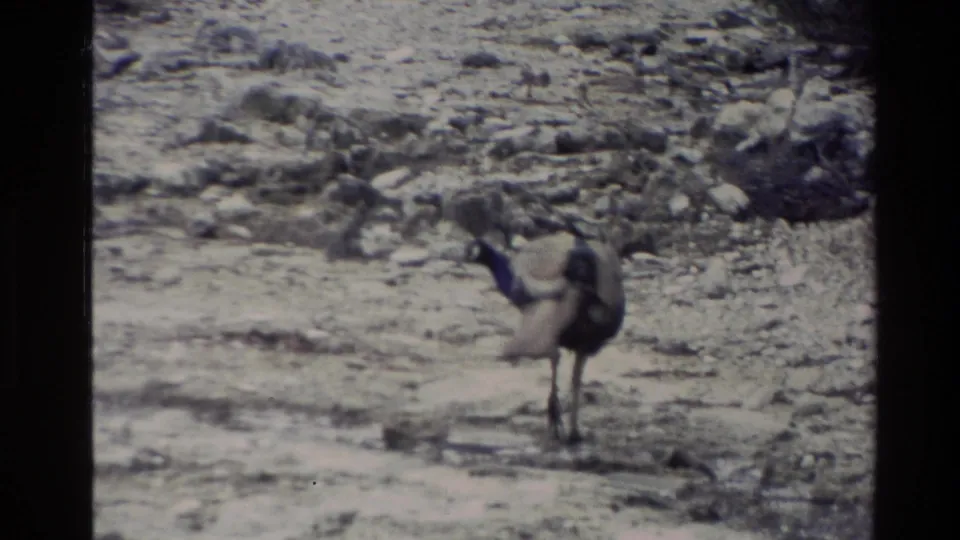 A peacock-like bird stands on barren rocky ground in faded 8mm New Zealand travel footage from 1981.