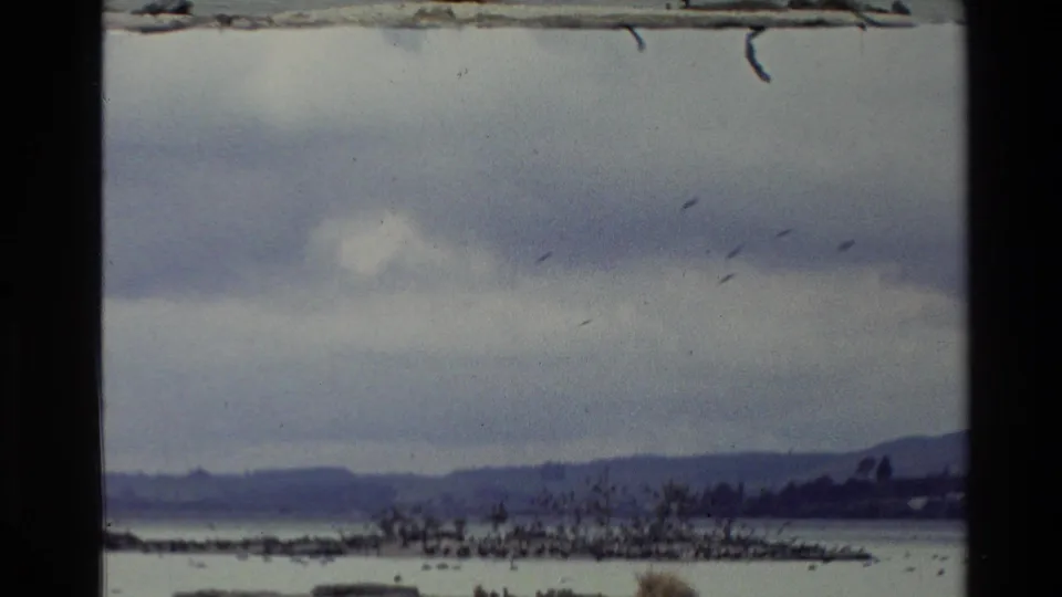 Soft 8mm frame of a New Zealand geothermal or lakeside landscape, with distant hills, dark shoreline, and birds moving across the cloudy sky.