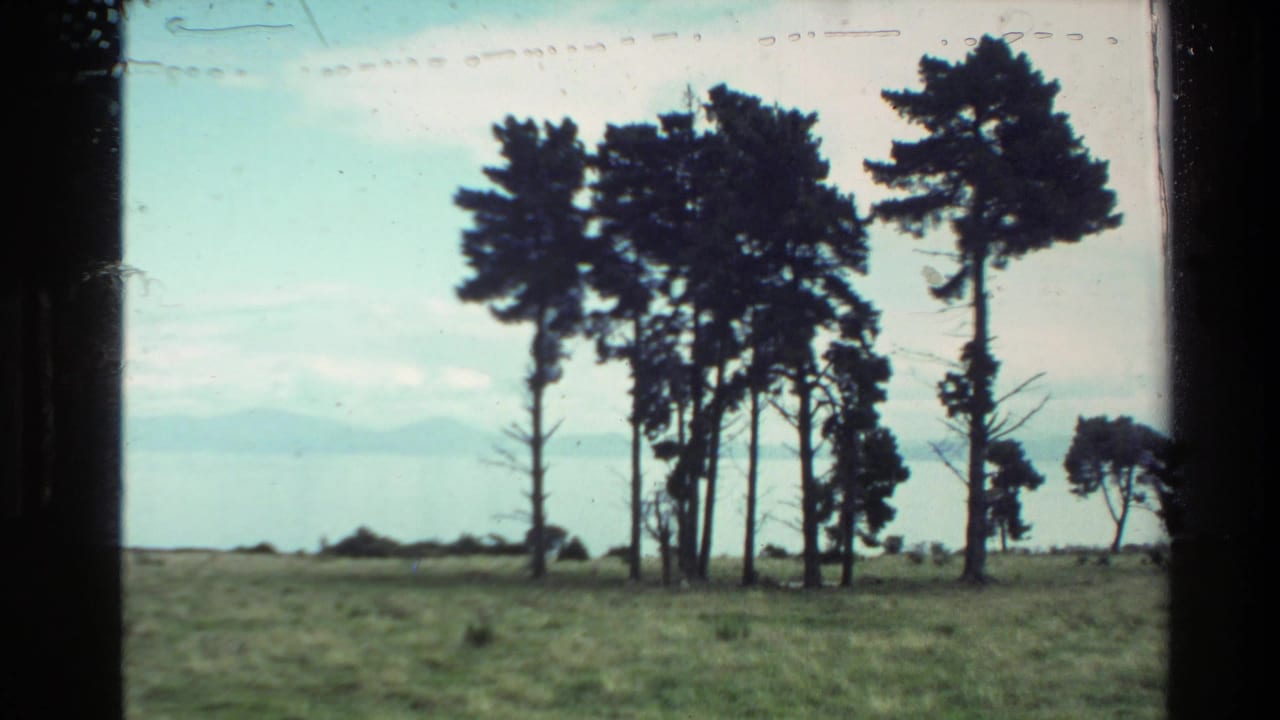 1981 New Zealand home-movie frame of pine trees silhouetted in a grassy field, with calm water and hazy mountains beyond.