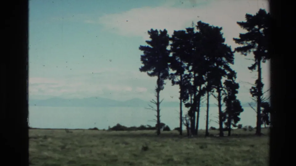 1981 New Zealand 8mm view across grass toward a cluster of pine trees, with water and distant hills softened by haze.
