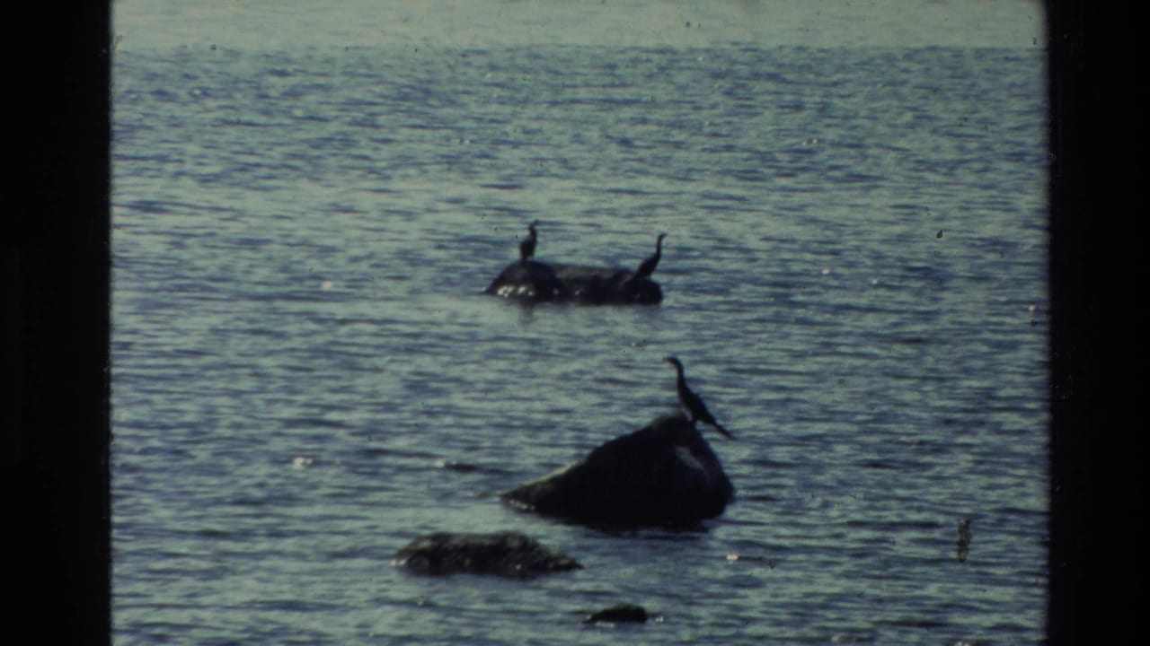 1981 New Zealand 8mm frame showing birds on rocks in shallow coastal water with muted color and visible film grain.